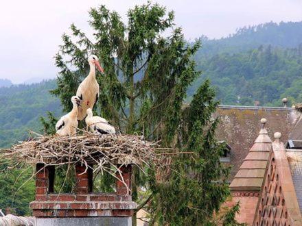 Chambres Suite D'Hote Divine Providence Wintzenheim Dış mekan fotoğraf
